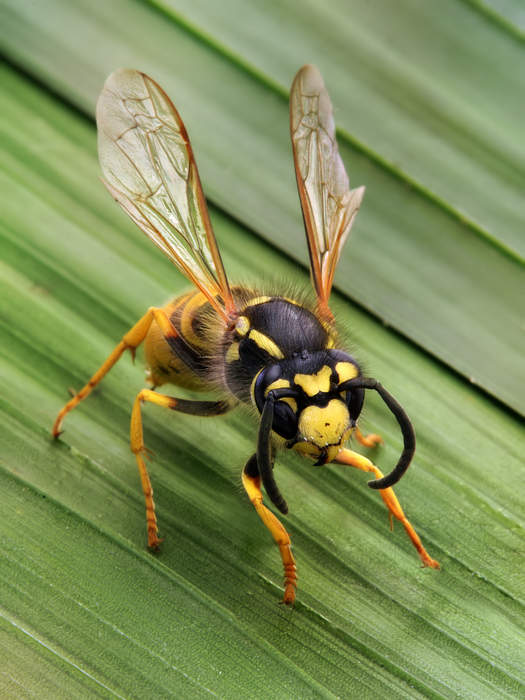 Wasp: Members of the order Hymenoptera which are not ants nor bees